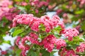 Blossom branch with pink flowers