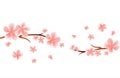 Blossom Branches of Sakura with Pink flying flowers isolated on White background. Apple-tree flowers. Cherry blossom. Vector Royalty Free Stock Photo