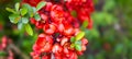 Blossom of bright Japanese Quince in spring. Red flowers of Maule's quince. Chaenomeles japonica from the Rosaceae Royalty Free Stock Photo