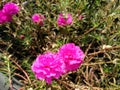 Blossom bright pink color flowers of Prae Shang Hai, Portulaca, Common Purslane and blurred background Royalty Free Stock Photo