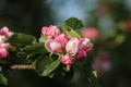 Blossom buds on apple tree about to open