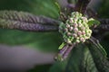 Blossom buds on Baby Joe Pye plants Royalty Free Stock Photo