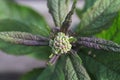 Blossom buds on Baby Joe Pye plants Royalty Free Stock Photo