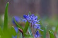 Blossom and buds of blue tender squill flowers, Scilla bifolia, spring in forest, background texture