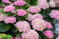 Blossom bush Hydrangea pink flowers hydrangea bloom in nature