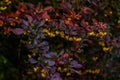 Blossom bush with small yellow red flowers and burgundy red and green leaves in spring in the forest Royalty Free Stock Photo