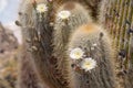 Blossom cacti plants Royalty Free Stock Photo