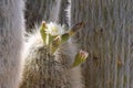 Blossom cactus closeup Royalty Free Stock Photo