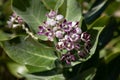 Blossom of Calotropis procera, sometimes called Apple of Sodom, in Oman`s Wadi Bani Khalid