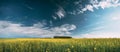 Blossom Of Canola Yellow Flowers Under Sunny Sky. Rape Plant, Rapeseed, Oilseed Field Meadow Grass Landscape. Panorama Royalty Free Stock Photo