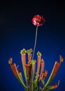 Blossom of the carnivorous plant Sarracenia with open pitcher traps Royalty Free Stock Photo