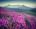 Blossom carpet of pink rhododendron flowers Royalty Free Stock Photo