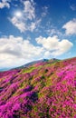 Blossom carpet of pink rhododendron flowers in the mountains Royalty Free Stock Photo