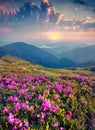 Blossom carpet of pink rhododendron flowers Royalty Free Stock Photo