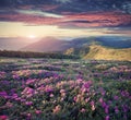 Blossom carpet of pink rhododendron flowers in the mountains at Royalty Free Stock Photo