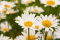 Blossom chamomile meadow, large white daisy flowers close-up, backdrop nature background, wild fresh chamomile flowers in nature