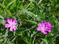 Blossom of cheddar pink Dianthus gratianopolitanus spotted on meadow Royalty Free Stock Photo