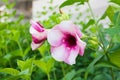 Blossom Cherries Jubilee Allamanda rosy pink flower Royalty Free Stock Photo