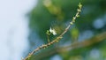 Blossom Cherry Or Apple Small White Flowers On Tree Branches. Blossoming Tree Brunch With White Flowers. Close up.