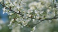 Blossom Cherry Or Apple Small White Flowers On Tree Branches. Blossoming Tree Brunch With White Flowers.