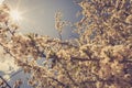 Blossom cherry branch, beautiful spring flowers. Royalty Free Stock Photo