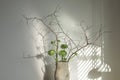 Blossom cherry branches and green buttercups ranunculus in craft textured clay vase against white wall.