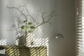 Blossom cherry branches and green buttercups ranunculus in craft textured clay vase against white wall.