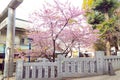 Blossom cherry-tree in ueno park Royalty Free Stock Photo