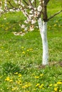 Blossom cherry tree