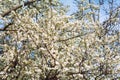 Blossom cherry tree Royalty Free Stock Photo