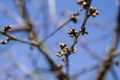 The blossom of a cherry tree, bunches of buds on branches Royalty Free Stock Photo