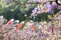 Blossom of cherry tree and carp streamer in Japan Royalty Free Stock Photo