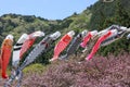 Blossom of cherry tree and carp streamer in Japan Royalty Free Stock Photo