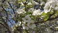 Blossom cherry tree, green leaves, nature, good weather