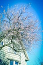 Blossom cherry tree near single family home in Seattle, Washington, USA springtime Royalty Free Stock Photo