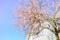 Blossom cherry tree near single family home in Seattle, Washington, USA springtime Royalty Free Stock Photo