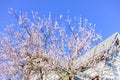 Blossom cherry tree near single family home in Seattle, Washington, USA springtime Royalty Free Stock Photo