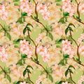 Blossom cherry tree seamless pattern watercolor isolated Royalty Free Stock Photo