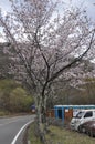 Blossom Cherry Tree in spring on Chuzenji Lake shore in Nikko National Park Japan