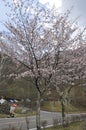 Blossom Cherry Tree in spring on Chuzenji Lake shore in Nikko National Park Japan