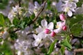 Blossom of the cherry tree with sun light as the sign of spring time. Spring Cherry blossoms, white flowers, pink blossom. Sunny Royalty Free Stock Photo