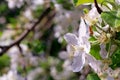 Blossom of the cherry tree with sun light as the sign of spring time. Spring Cherry blossoms, white flowers. Sunny spring day Royalty Free Stock Photo