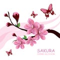 Blossom cherry tree. Traditional Japanese Sakura.