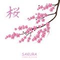 Blossom cherry tree. Traditional Japanese Sakura.