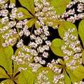 Blossom Chestnut Seamless Spring Background
