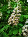 Flowering chestnut spring in the park