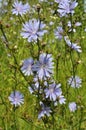 Blossom chicory Cichorium intybus