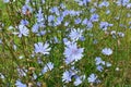 Blossom chicory Cichorium intybus Royalty Free Stock Photo