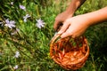 Blossom chicory & x28;Cichorium intybus& x29;, Species genus of plants in the dandelion tribe within the sunflower family