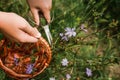 Blossom chicory & x28;Cichorium intybus& x29;, Species genus of plants in the dandelion tribe within the sunflower family on a